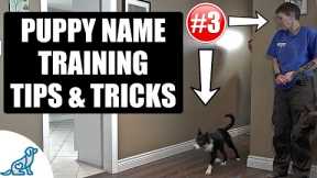 Simple Tricks For Teaching Your Puppy Their Name - Puppy Training Secrets