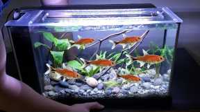 [day 130] Ruby Tetra nano river Fish Tank (beginner friendly build)