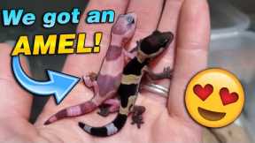 We got Baby Fat-tailed Geckos!!