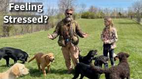 How To Take The Stress Out Of Dog Training Adventures