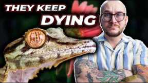 They Keep Dying. I'm Done With These Reptiles!