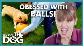 Victoria concered about Frenchie's Obession with Balls😳 | It's Me or The Dog