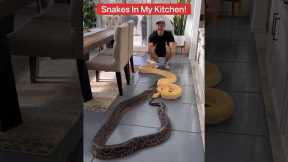 Snakes In Dining Room 😱🐍#shorts #snake