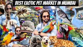 Exotic Pet Market in Mumbai | Animals | Birds Cats &  More | Crawford Market Mumbai