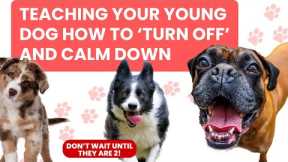Do these 2 exercises to teach your dog to calm down!