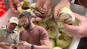HATCHING BABY PYTHONS WITH FORREST GALANTE🤩