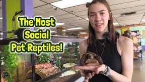 TDI's Guide to the Most Social & Interactive Species of Pet Reptiles! 🦎🐍🐢