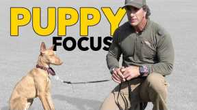 Puppy Training Teach Your Puppy to Focus - Robert Cabral Dog Training Video