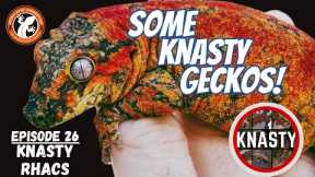 Some Knasty Geckos - GeckoCoveConnection - Knasty Rhacs