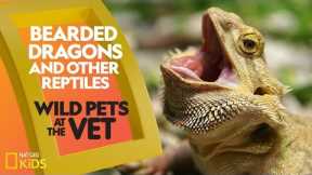 Bearded Dragons and Other Reptiles | Wild Pets at the Vet