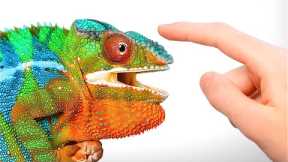 When a Chameleon Trusts You…