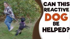 Aggressive Dog Training - Addressing Reactivity to Dogs/People