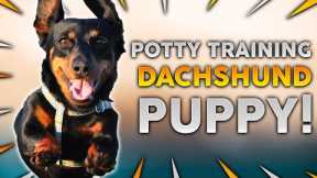 DACHSHUND PUPPY TRAINING! How To Potty Train Your Dachshund Puppy!