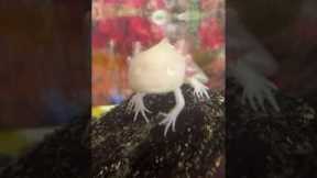 This Is My Albino Axolotl: Amphibian Pets: Aquarium Animals: Casper: #exotic #pets #petlover #life