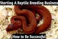 Starting a Reptile Breeding Business