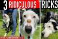 How to Train 3 RIDICULOUS Dog Tricks