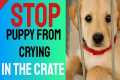 Stop Puppy From Crying in the Crate - 