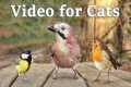 Videos for Cats to Watch - 8 Hour