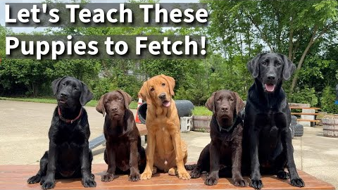 Teach Your Puppy To Fetch | Labrador Retriever Puppy Training Session