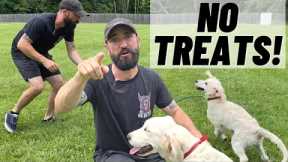 Training Your Puppy WITHOUT TREATS!!