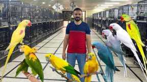 Exotic Birds Farm in Lahore | Lutino alexandrine Raw  Blue Raw | Macaw Breeding Farm | Golden Conure
