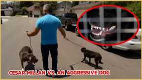 Aggressive or Insecure Dog? | Cesar 911