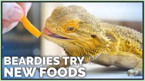 Bearded Dragons Tasting & Reviewing New Foods!
