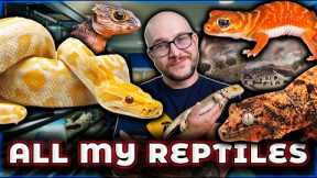 Reptile Room Tour 2024 | Over 100 Reptiles!