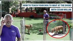 HOW TO TRAIN YOUR DOG TO STAY | DOG TIPS #2