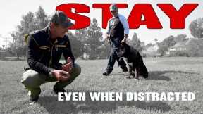 Teach Your Dog to STAY even when Distracted - Dog Training Video