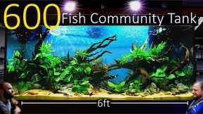600 Fish Nano Community Tank: EPIC 6ft 500 Litre, Planted Aquascape Tutorial