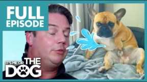 French Bulldog Knows How to Touch Himself🍆 | Full Episode | It's Me or the Dog