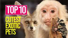 Top 10 Cutest Exotic Pets You can Legally Own