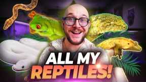 All Of My Reptiles I NEVER SHOW YOU! Reptile House Tour!