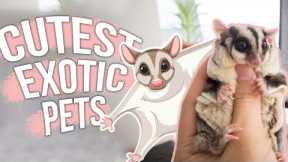 Cutest Exotic Pets You Can Legally Own!