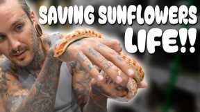 Saving my Snakes LIFE ! Egg-bound Hognose 😱