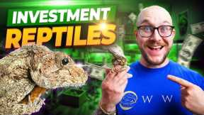 I'm Investing ALL OF MY MONEY On THESE Reptiles! Making Money With Reptiles