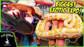 BIGGEST EXOTIC REPTILE EXPO IN WISCONSIN BY @SnakeDiscovery