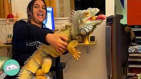 Clingy Iguana Chases Owners Around The House to Get Extra Kisses | Cuddle Buddies