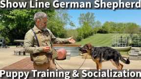 Help Your Show Line German Shepherd Puppy Realize It's Full Potential | Training & Exercise Session