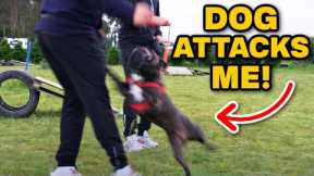 French Bulldog Attacks Dog Trainer-Is There Hope?