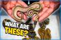 These Snakes Have Me Confused !!