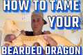 How to tame your Bearded Dragon