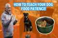 HOW TEACH TO YOUR DOG FOOD PATIENCE | 