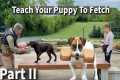 Teach Your Puppy To Fetch Part Two |