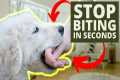 How To Stop Puppy Biting In Seconds