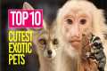 Top 10 Cutest Exotic Pets You can