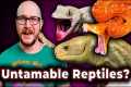 Top 5 Most Difficult To Tame Reptiles,