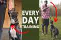 5 Dog Training Exercises You Should