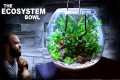 The Ecosystem Bowl: AMAZING NO WATER